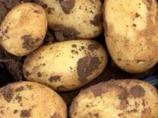 I will sell Spunta potatoes from Egypt. Caliber 60+.