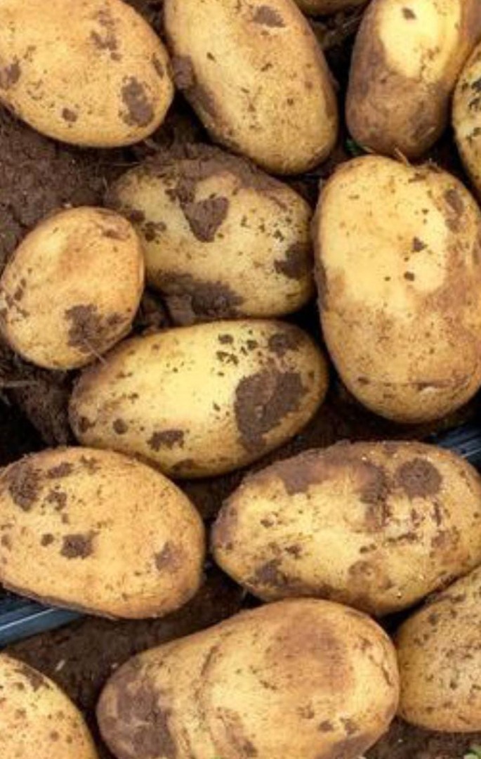 I will sell Spunta potatoes from Egypt