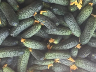 Cucumbers for sale directly from the producer. We have