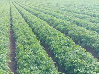 Discover our fresh parsley, grown in the sunny region