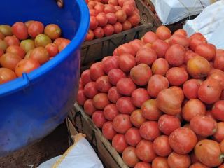 Our fresh tomatoes are organically grown and carefully harvested