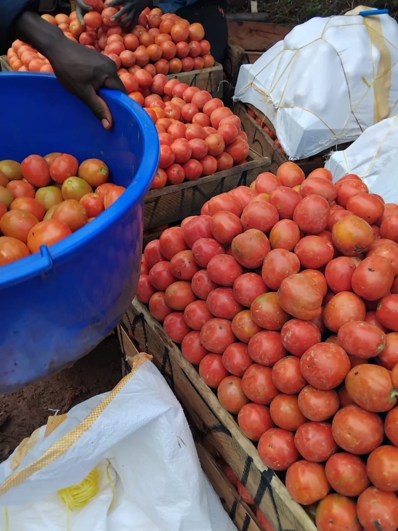 Our fresh tomatoes are organically grown and carefully harvested to ensure high quality