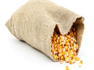 Storage Type Dried Specification Dried Maize Shelf Life 24