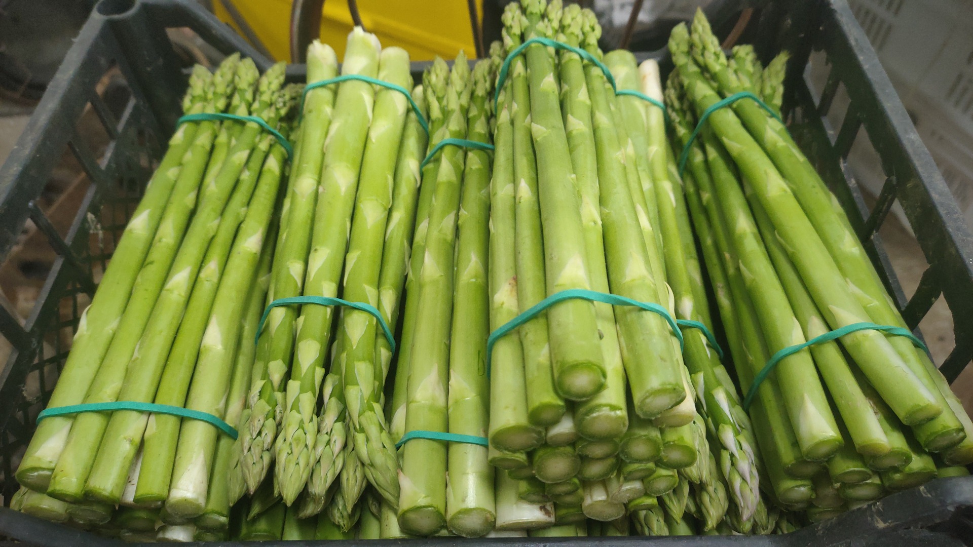I will sell green asparagus, celadons, from April