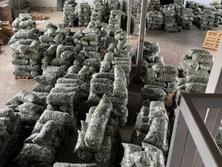 Description: Fresh vegetables - Cucumbers straight from Romania! The