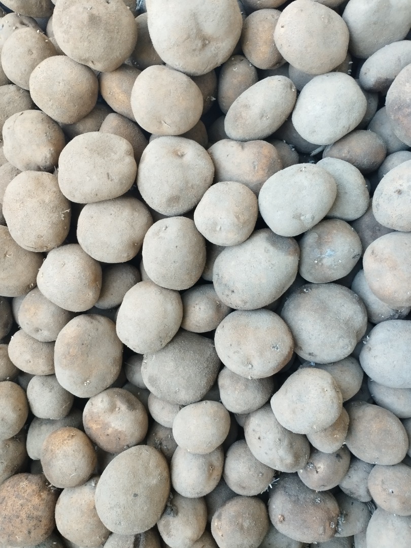 I will sell edible potatoes Vineta caliber 50+, very nice truck quantities