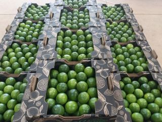 Fresh Lime Directly From Farm Via AirPorts Freight Cost