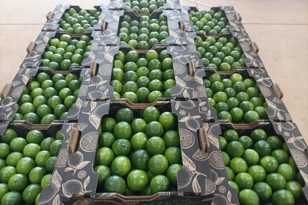 Fresh Lime Directly From Farm Via AirPorts Freight Cost more or less 1usd$ per kilo depends on airport
