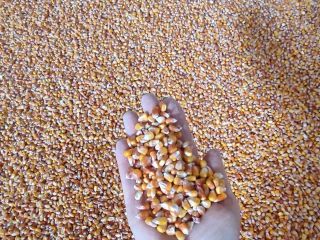 We are pleased to offer you our organic corn.