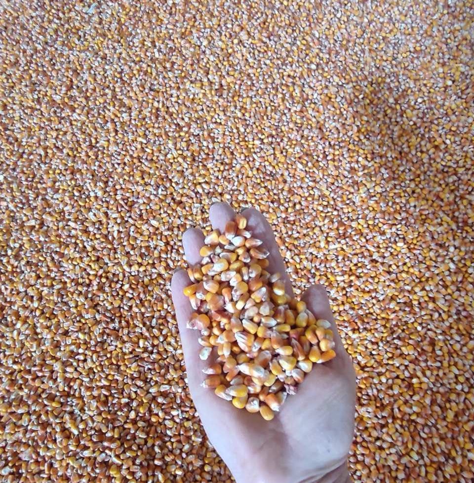 We are pleased to offer you our organic corn