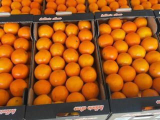 fresh goods harvested on the day of loading...top oranges