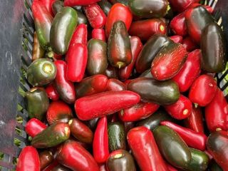 Jalapeno Peppers directly from farm ,in Green or Red