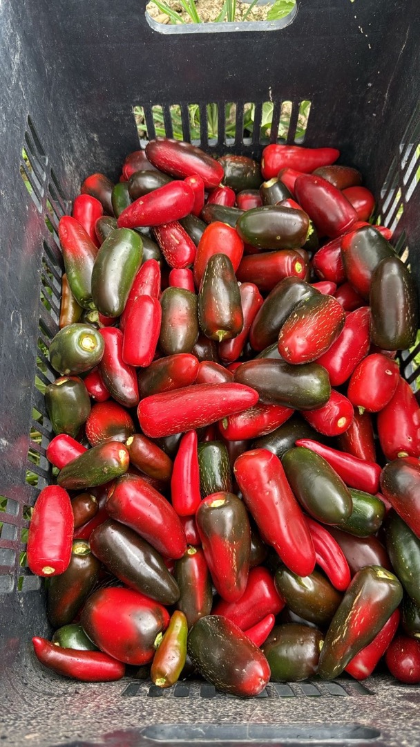 Jalapeno Peppers directly from farm ,in Green or Red color Minimum order 1 pallet palet 35 boxes with 20kg per box 700kg per pallet