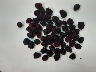 I will sell frozen Polish blackberries. Quantity about 2