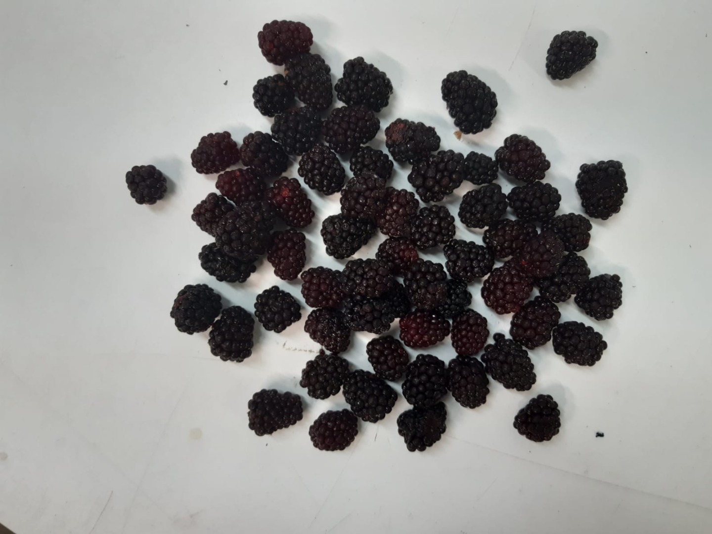 I will sell frozen Polish blackberries