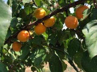 I sell apricots in large quantities.