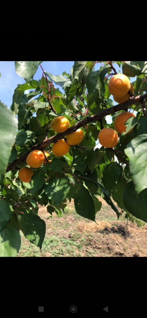 I sell apricots in large quantities