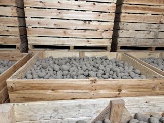 I will sell yellow potatoes of the following varieties: