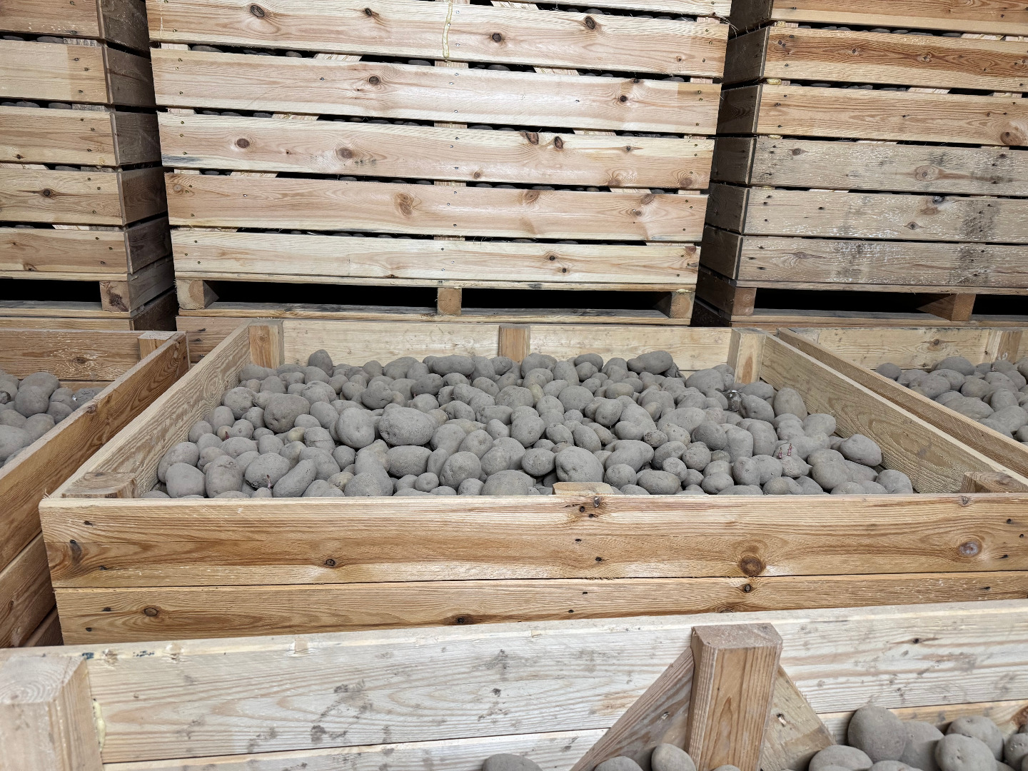 I will sell yellow potatoes of the following varieties: OTOLIA, SORAYA, JUREK