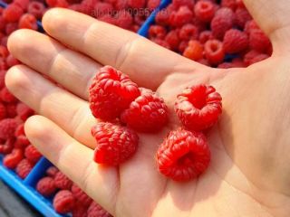 I'm a producer of a ECO BIO RASPBERRY LYULIN.