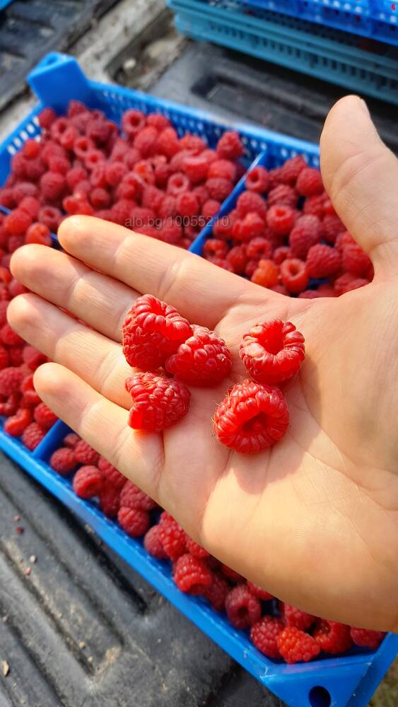 I'm a producer of a ECO BIO RASPBERRY LYULIN