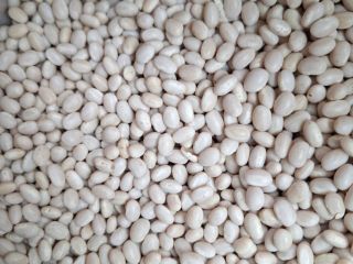 Nevi beans Origin: Ukraine Packaging: big bag Moisture *1.4%