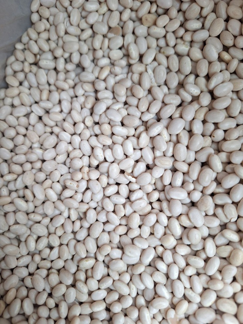 Nevi beans Origin: Ukraine Packaging: big bag Moisture *1.4% Grain mixture 2.3% Minimum number of halves
