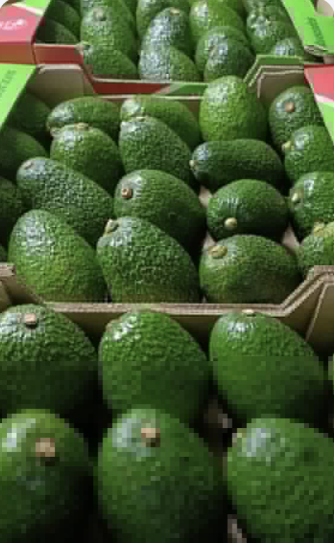 Wir verkaufen direkt von unsren Farmen in Uganda zertifizierte Hass Avocados und liefern diese direkt nach Frankfurt/Main