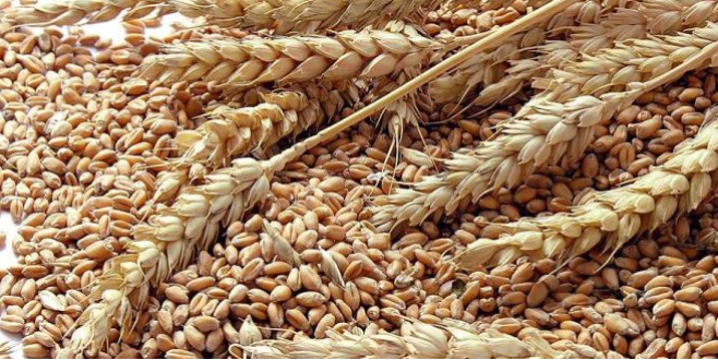 Disponible à l’export – Livraison possible en Europe Nous proposons à la vente des lots de blé[phone number]dre, récoltés et stockés selon les standards
