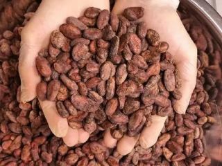 Premium Quality Cocoa Seeds for Chocolate Production J