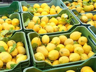 We offer for sale through our farm, lemons from