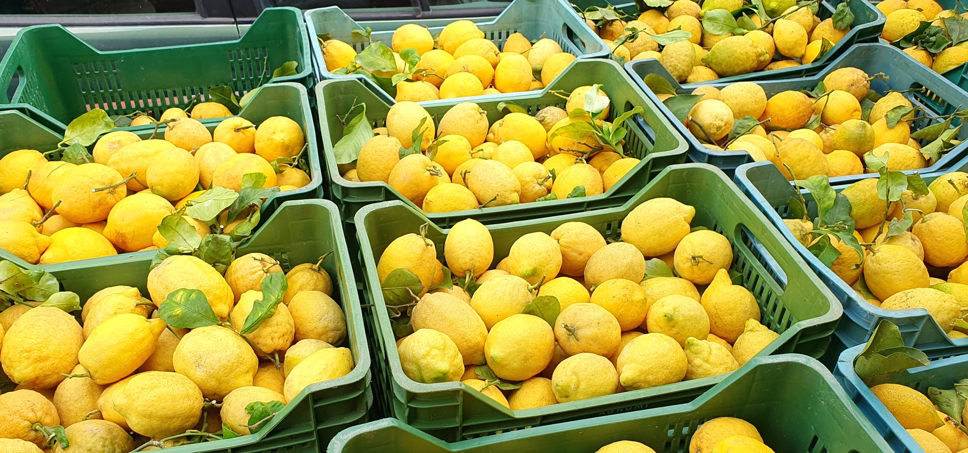 We offer for sale through our farm, lemons from the Amalfi coast, strictly untreated