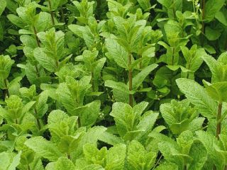 Wonderfully aromatic mint, 100% natural