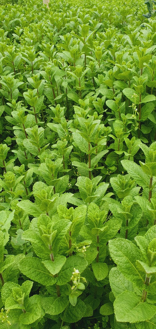 Wonderfully aromatic mint, 100% natural