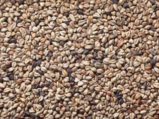I will sell wild buckwheat seeds Fagopyrum tataricum from