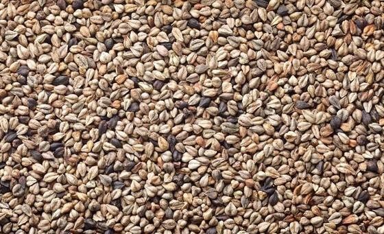 I will sell wild buckwheat seeds Fagopyrum tataricum from my own organic farm