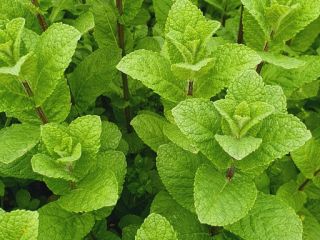 100% Natural Mint, without any chemicals.