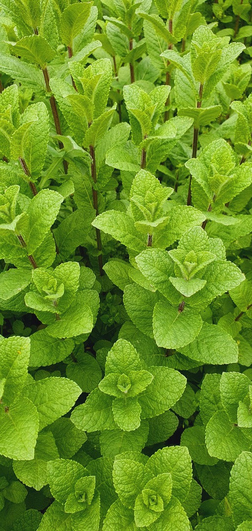 100% Natural Mint, without any chemicals