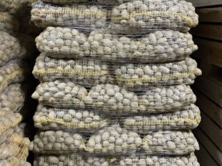 I will sell Soraja potatoes, seed size 35-45 mm