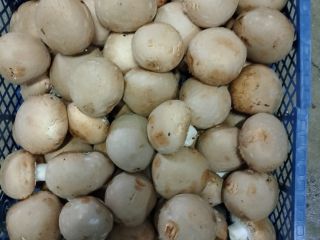 Fresh brown mushroom