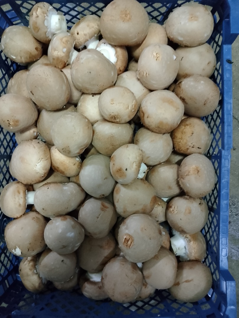 Fresh brown mushroom