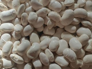 Beautiful Jas beans, harvest 2024