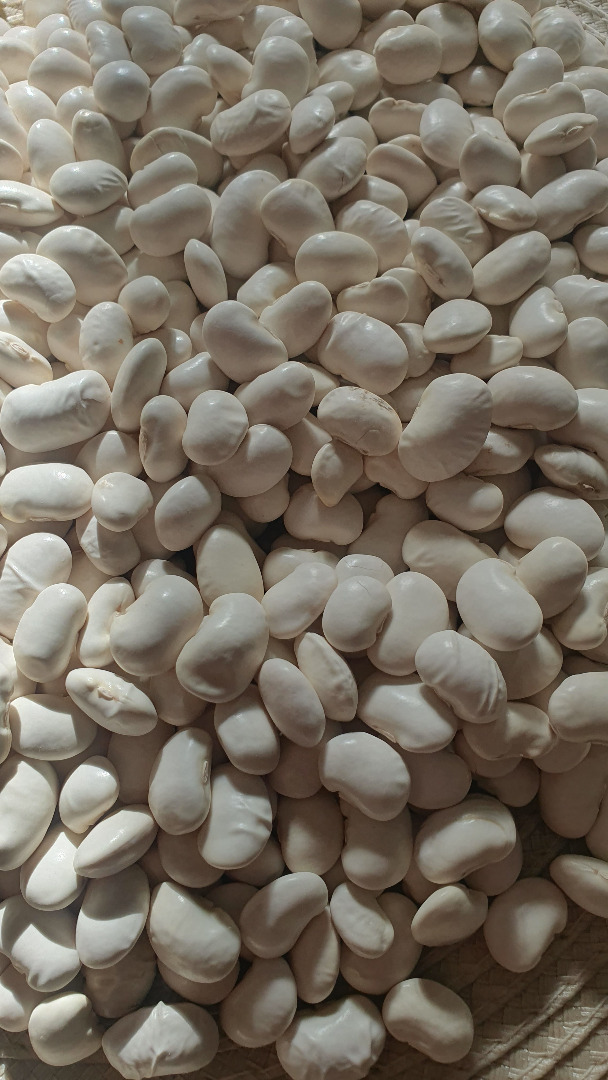 Beautiful Jas beans, harvest 2024