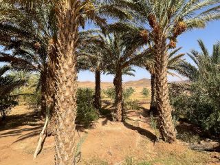 Producteur et exportateur basé au Maroc, nous proposons une
