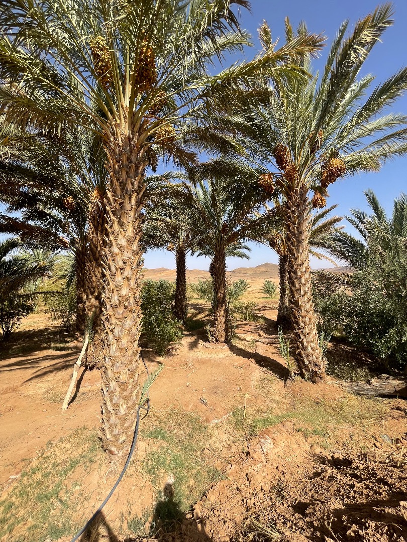 Producteur et exportateur basé au Maroc, nous proposons une sélection rigoureuse de dattes marocaines haut de gamme, cultivées dans le respect des traditions