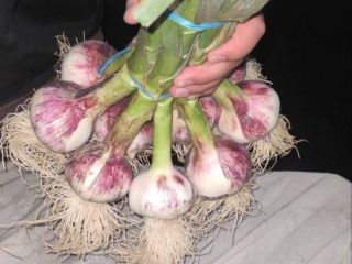 Fresh spring garlic from Uzbekistan. Harvest 2025 available from