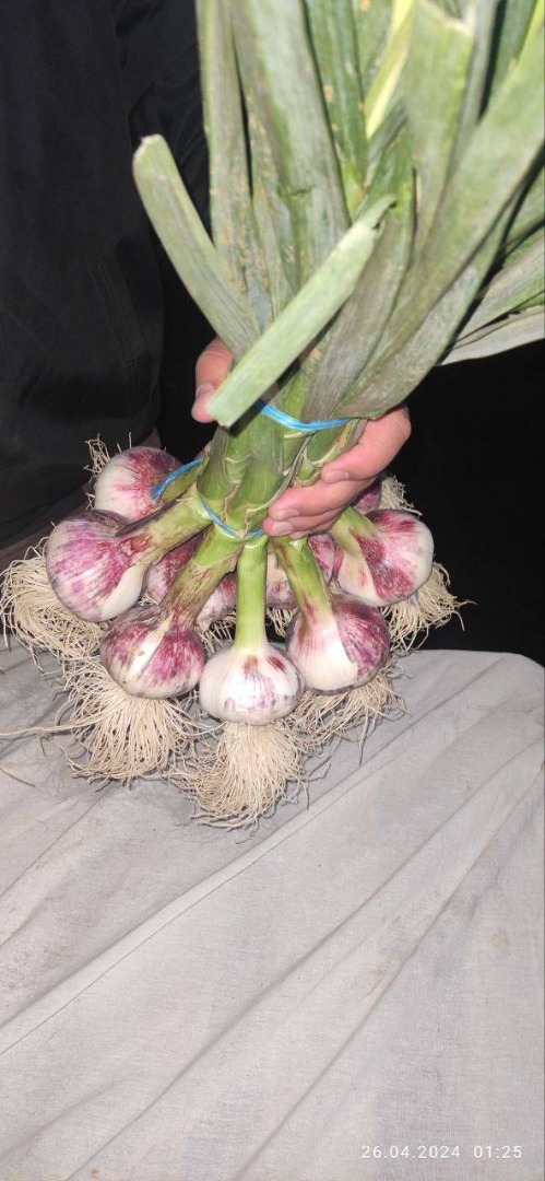 Fresh spring garlic from Uzbekistan