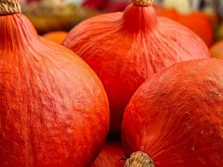 Hokkaido pumpkin seeds for sale - Great price! Hokkaido
