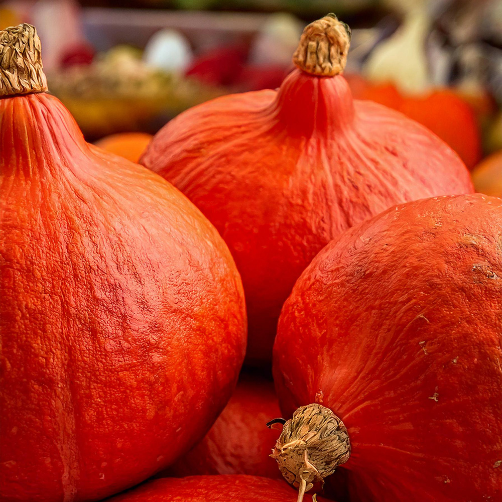 Hokkaido pumpkin seeds for sale - Great price! Hokkaido - a proven variety with intense color and excellent taste! Ideal for growing for the fresh market and
