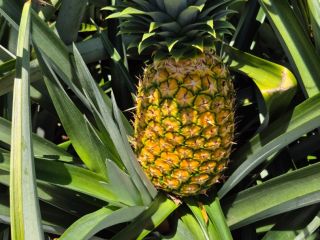 Variety MD-2, sizes/shipment are negotiable. We are a Panama-based